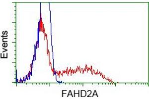 Image no. 6 for anti-Fumarylacetoacetate Hydrolase Domain Containing 2A (FAHD2A) antibody (ABIN1498184) (FAHD2A 抗体)
