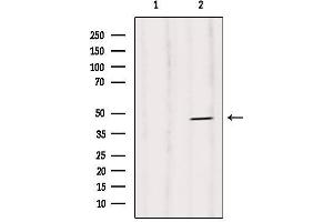 Western blot analysis of extracts from Rat heart, using Caspase 1 (Phospho-Ser376) Antibody. (Caspase 1 抗体  (pSer376))