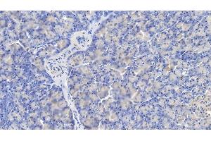 Detection of CASP1 in Porcine Pancreas Tissue using Polyclonal Antibody to Caspase 1 (CASP1) (Caspase 1 抗体  (AA 120-297))