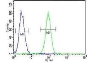 Fascin-3 antibody flow cytometric analysis of MDA-MB231 cells (green) compared to a negative control (blue). (Fascin 3 抗体  (AA 1-30))