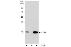 IP Image Immunoprecipitation of COX4 protein from 293T whole cell extracts using 5 μg of COX4 antibody, Western blot analysis was performed using COX4 antibody, EasyBlot anti-Rabbit IgG  was used as a secondary reagent. (COX IV 抗体  (Center))