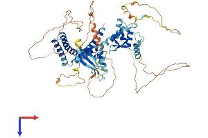 ELL2 Protein (AA 1-639) (His tag)