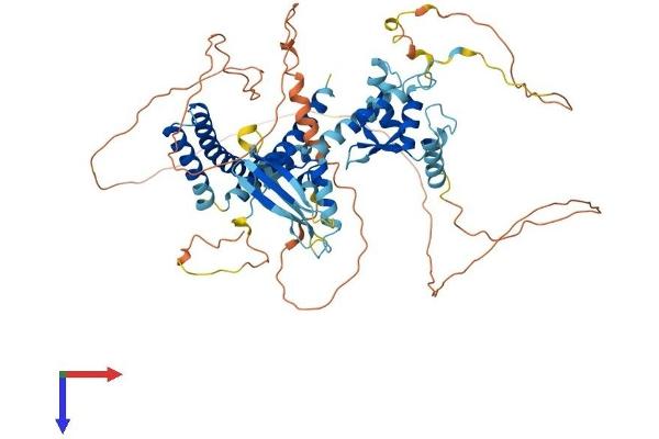 ELL2 Protein (AA 1-639) (His tag)