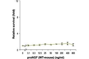 Recombinant mouse proNGF protein does not promote survival of PC12 cells.