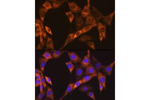 Immunofluorescence analysis of NIH-3T3 cells using EBP1/PG4 Rabbit mAb (ABIN7269550) at dilution of 1:100 (40x lens).