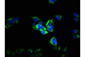 Immunofluorescence staining of Hela cells with ABIN7153501 at 1:100, counter-stained with DAPI. (GABRG2 抗体  (AA 42-108))