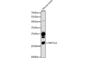 Western blot analysis of extracts of Mouse brain, using NL5 antibody (ABIN7269061) at 1:1000 dilution. (NAP1L5 抗体  (AA 30-120))