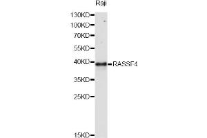 Western blot analysis of extracts of Raji cells, using RASSF4 antibody. (RASSF4 抗体)