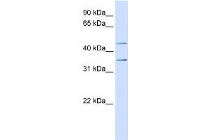 WB Suggested Anti-P2RY1 Antibody Titration:  0.