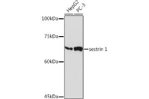 Western blot analysis of extracts of various cell lines, using sestrin 1 Rabbit mAb (ABIN7270259) at 1:1000 dilution. (SESN1 抗体)