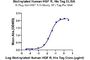 Immobilized Anti-HGF R Antibody, hFc Tag at 0. (c-MET Protein (AA 25-932) (His-Avi Tag,Biotin))