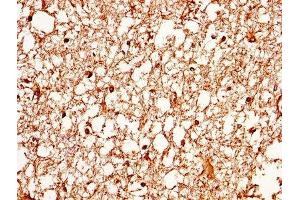 IHC image of ABIN7144516 diluted at 1:370 and staining in paraffin-embedded human brain tissue performed on a Leica BondTM system. (Aquaporin 4 抗体  (AA 253-323))