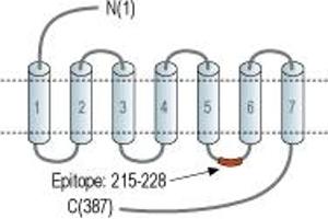 Representative domain view of the target of ABIN7043110.
