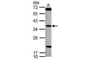 Image no. 1 for anti-Testis Specific Serine Kinase 4 (TSSK4) (AA 100-328) antibody (ABIN1501544) (TSSK4 抗体  (AA 100-328))