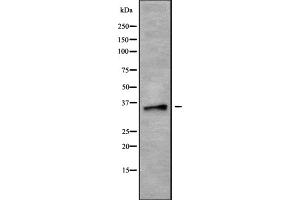 Western blot analysis OR5AV1 using HUVEC whole cell lysates (OR5AV1 抗体)