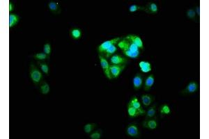 Immunofluorescence staining of HepG2 cells with ABIN7161203 at 1:33, counter-stained with DAPI. (NRL 抗体  (AA 24-124))