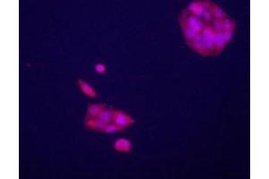 Immunofluorescence (IF) image for anti-Glypican 3 (GPC3) (AA 529-560) antibody (ABIN3031100)