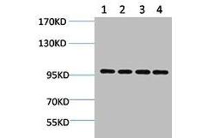 Western blot analysis of 1) Hela, 2) 293T, 3) 3T3, 4) Rat Brain using ERK 3 Polyclonal Antibody. (MAPK6 抗体)