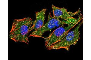 Immunofluorescence analysis of Hela cells using EZR mouse mAb (green). (Ezrin 抗体  (AA 292-464))