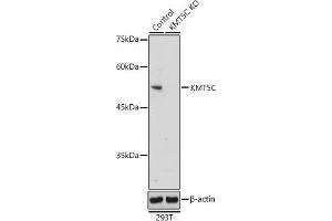 Western blot analysis of extracts from normal (control) and KMT5C Rabbit pAb knockout (KO) 293T cells, using KMT5C Rabbit pAb antibody (ABIN7270649) at 1:500 dilution. (SUV420H2/KMT5C 抗体  (AA 100-200))