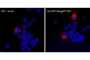 Immunofluorescence (IF) image for anti-Red Fluorescent Protein (RFP) antibody (DyLight 550) (ABIN7273109) (RFP 抗体  (DyLight 550))