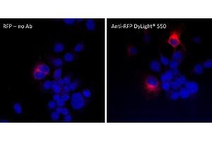 Immunofluorescence (IF) image for anti-Red Fluorescent Protein (RFP) antibody (DyLight 550) (ABIN7273109)