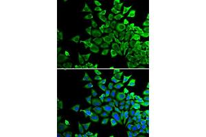 Immunofluorescence (IF) image for anti-BCL2-Associated Agonist of Cell Death (BAD) (C-Term) antibody (ABIN3022202) (BAD 抗体  (C-Term))