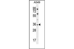Western blot analysis of KCNK1 Antibody (C-term) in A549 cell line lysates (35ug/lane). (KCNK1 抗体  (C-Term))