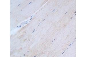 IHC-P analysis of Kidney tissue, with DAB staining. (HSF4 抗体  (AA 91-407))