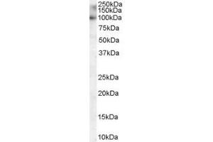 ABIN185041 staining (0. (MYRIP 抗体  (C-Term))
