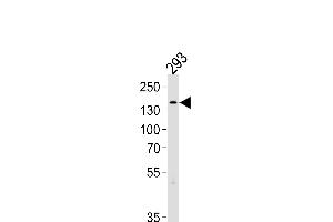 TSC2 Antibody (Center /) (ABIN1881946 and ABIN2838963) western blot analysis in 293 cell line lysates (35 μg/lane). (Tuberin 抗体  (AA 1397-1426))
