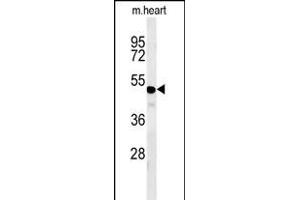 WDR18 Antibody (C-term) (ABIN651548 and ABIN2840296) western blot analysis in mouse heart tissue lysates (35 μg/lane).