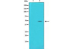 Western blot analysis on HuvEc cell lysate using Connexin 43 Antibody,The lane on the left is treated with the antigen-specific peptide. (Connexin 43/GJA1 抗体  (Internal Region))