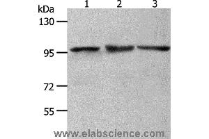 Western blot analysis of NIH/3T3, Hela and K562 cell, using MCM4 Polyclonal Antibody at dilution of 1:700 (MCM4 抗体)