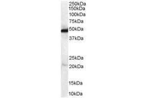 Image no. 1 for anti-N-Myc Downstream Regulated 1 (NDRG1) (C-Term) antibody (ABIN374281) (NDRG1 抗体  (C-Term))