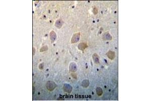 PTN Antibody (N-term) (ABIN392210 and ABIN2841908) immunohistochemistry analysis in formalin fixed and paraffin embedded human brain tissue followed by peroxidase conjugation of the secondary antibody and DAB staining. (Pleiotrophin 抗体  (N-Term))