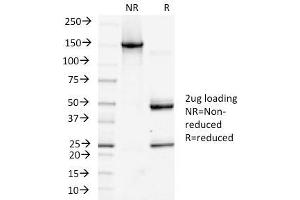 SDS-PAGE Analysis Purified Podoplanin-Monospecific Mouse Monoclonal Antibody (PDPN/1433). (Podoplanin 抗体  (AA 24-126))