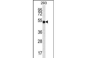 ATP6V1B1 Antibody (C-term) (ABIN656224 and ABIN2845541) western blot analysis in 293 cell line lysates (35 μg/lane). (ATP6V1B1 抗体  (C-Term))