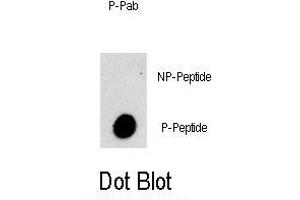 Dot blot analysis of Phospho-PI3KC3- Antibody (ABIN389756 and ABIN2839682) on nitrocellulose membrane. (PIK3C3 抗体  (pSer282))