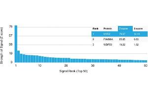 Analysis of Protein Array containing more than 19,000 full-length human proteins using NME2 / nm23-H2 / NDPK-B Monoclonal Antibody (CPTC-NME2-2). (NME2 抗体)