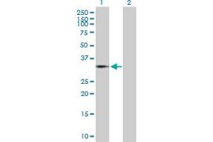 Western Blot analysis of BIN1 expression in transfected 293T cell line by BIN1 MaxPab polyclonal antibody. (BIN1 抗体  (AA 1-482))
