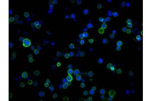 Immunofluorescence staining of Jurkat cells with ABIN7167502 at 1:250, counter-stained with DAPI.