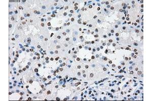 Image no. 3 for anti-P450 (Cytochrome) Oxidoreductase (POR) antibody (ABIN1497746) (POR 抗体)