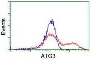 HEK293T cells transfected with either RC203453 overexpress plasmid (Red) or empty vector control plasmid (Blue) were immunostained by anti-ATG3 antibody (ABIN2454919), and then analyzed by flow cytometry. (ATG3 抗体)