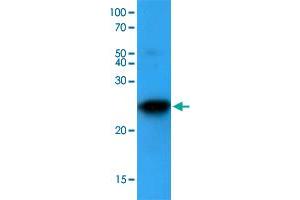 Western blot analysis of mouse lung lysates (35 ug) were resolved by SDS-PAGE, transferred to NC membrane and probed with BAK1 monoclonal antibody, clone AT8B4  (1 : 500). (BAK1 抗体  (AA 29-187))