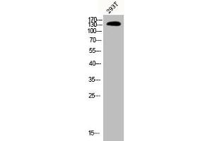 Western Blot analysis of 293T cells using Phospho-PLC β3 (S537) Polyclonal Antibody (PLCB3 抗体  (pSer537))
