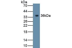 Detection of Recombinant GPC4, Human using Polyclonal Antibody to Glypican 4 (GPC4) (GPC4 抗体  (AA 261-527))