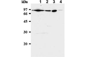 Western Blotting (WB) image for anti-Minichromosome Maintenance Complex Component 7 (MCM7) antibody (ABIN487308) (MCM7 抗体)
