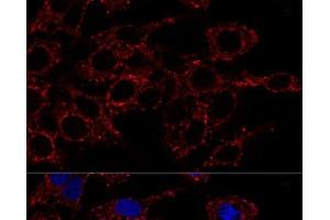 Immunofluorescence (IF) image for anti-ATP Synthase, H+ Transporting, Mitochondrial F1 Complex, alpha Subunit 1, Cardiac Muscle (ATP5A1) antibody (ABIN7010884)