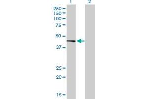 Western Blot analysis of JUNB expression in transfected 293T cell line by JUNB MaxPab polyclonal antibody. (JunB 抗体  (AA 1-347))